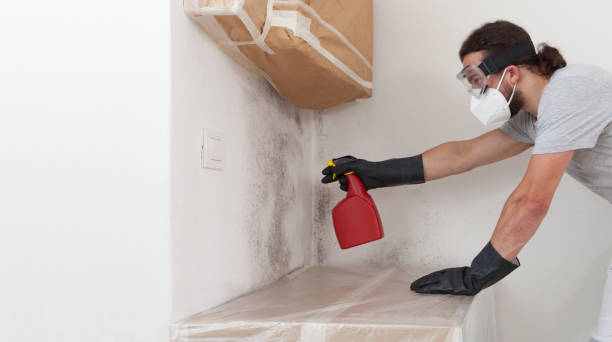 Professional Basement Mold Remediation technician working in Hillsdale, MI
