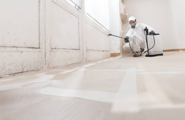 24/7 Emergency Basement Mold Remediation experts in Hillsdale, MI