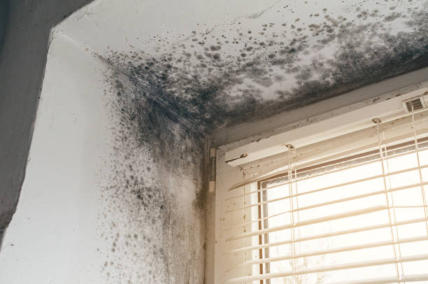 Affordable Basement Mold Remediation solutions in Hillsdale, MI