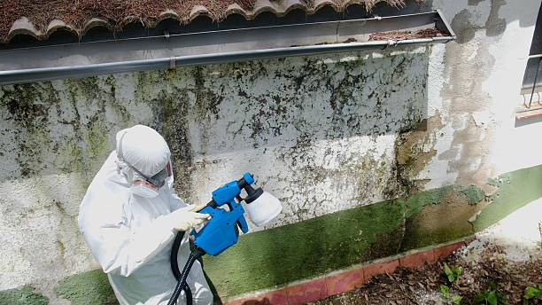 Top rated local Basement Mold Remediation specialists in Hillsdale, MI
